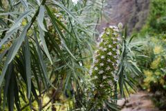 Blume im Barranco de Infierno