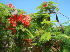 Blüten und Schoten des Flammenbaums