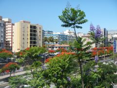 Blühende Bäume in Santa Cruz de Tenerife