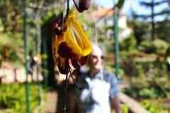 Blumen