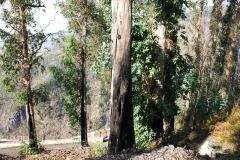 Eukalyptus