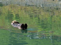 Seeotter
