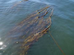 Prince Rupert Kelp