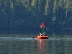 Hiekish Narrows Seelöwen auf EH Tonne