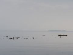 Queen Charlotte Strait Treibholz