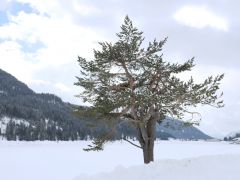 Davos