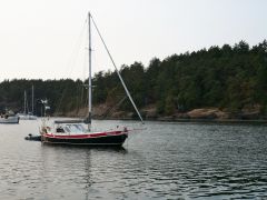 Stuart Island Robusta