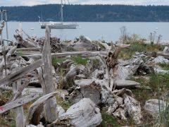 Camano Island Schwemmholz