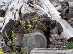 Camano Island Schwemmholz