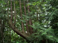 Camano Island Matzke Sculpture Park