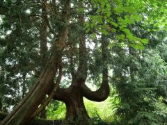 Camano Island Matzke Sculpture Park