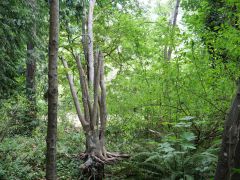 Webster's Art Park Port Angeles