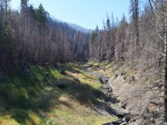 gebrannter Wald