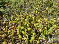 Darlingtonia