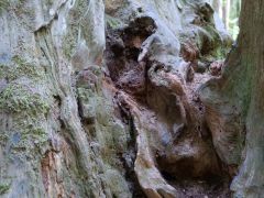 Baum