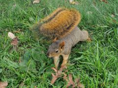 Okland kalifornisches Bodeneichhörnchen