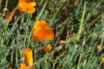 Blumen
