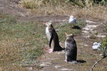 Gelbaugenpinguine