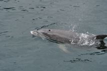 Delfin