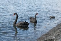 Schwarze Schwäne