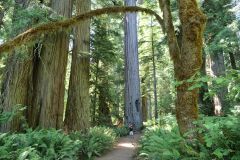 Redwoods