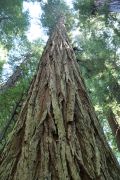 Redwoods