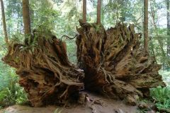 Redwoods