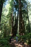 Redwoods