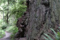 Redwoods
