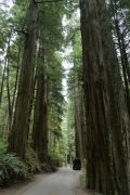 Redwoods der Van sieht klein aus