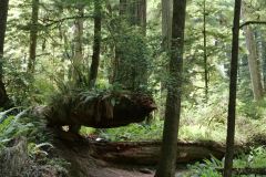 Redwoods