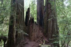 Redwoods