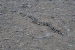 06Deschutes River Schlange