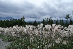 Alaska Hwy