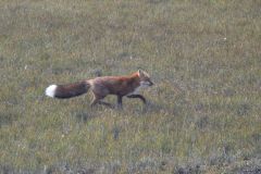 Fuchs