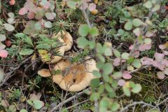 Dalton Hwy
