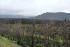 verbrannter Wald