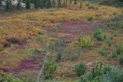 Herbstfarben