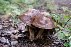 Pilze