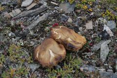 Pilze