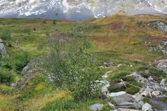 beim Exit Glacier