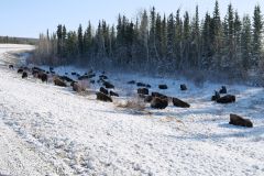 Bison Alaska Hwy