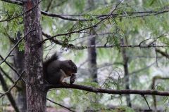 Eichhörnchen