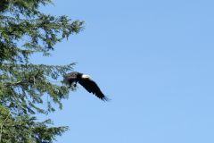 Adler