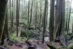 Avatar Grove