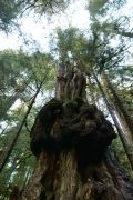 Avatar Grove