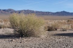 Hwy 95