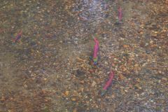 Lachse im Willian Creek