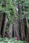 USA Oregon Redwood