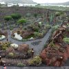 Kaktusgarten